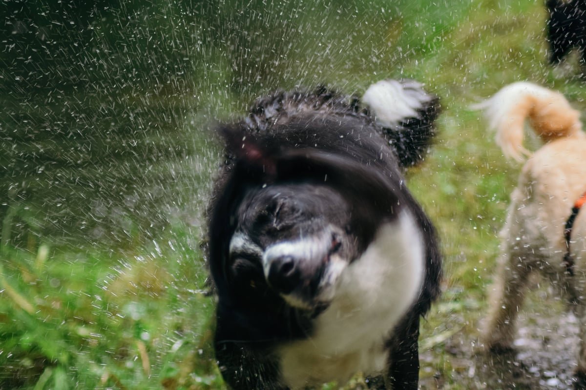 Dog demonstrating natural shaking for stress relief