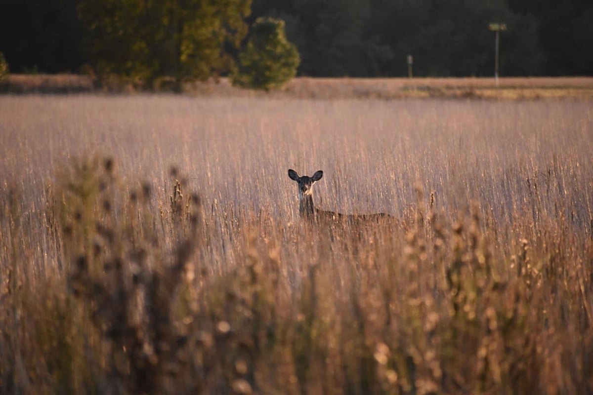 A gazelle — animals shake to reset after threat.